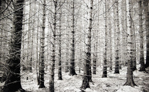 Edinburgh Printmakers: Nàdar / Prakriti
