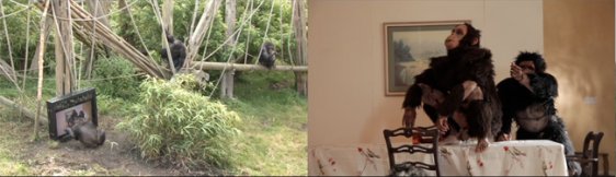 Rachel Mayeri: Primate Cinema: Apes as Family 