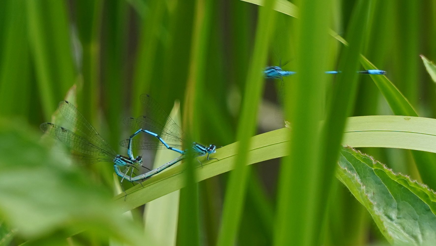 Dragonfly sits on leafblade