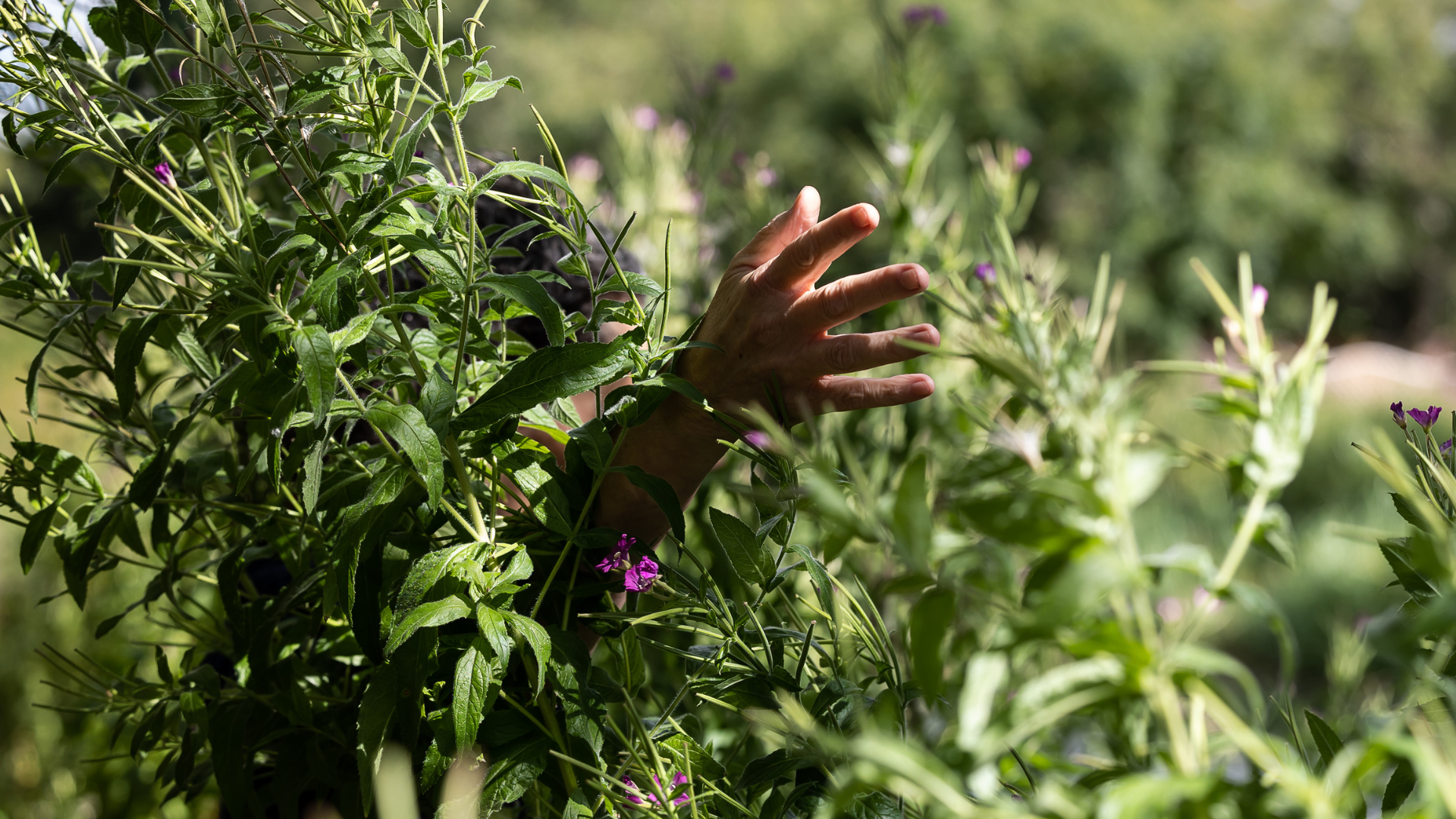 Hand moves through bush.