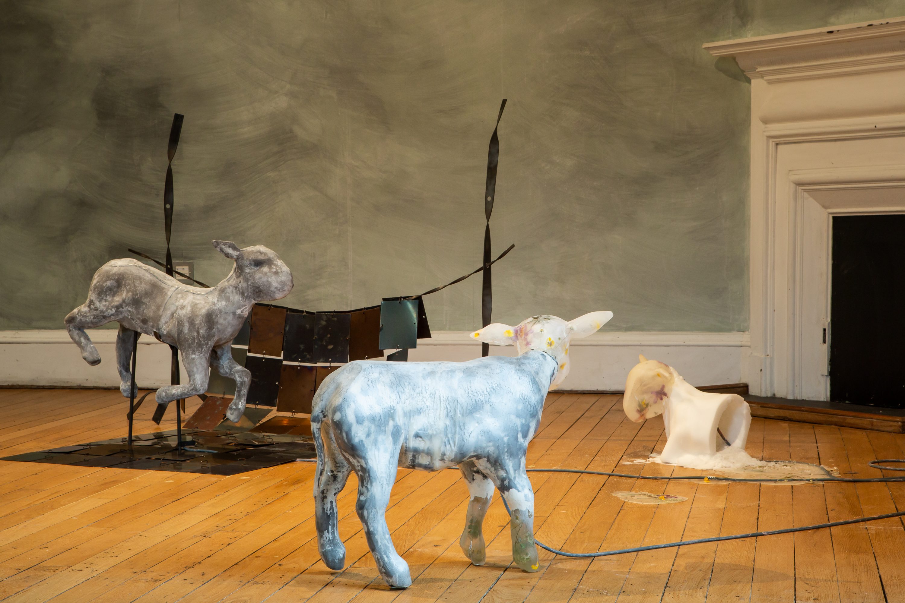 Cast lambs on floor are placed in a formation.